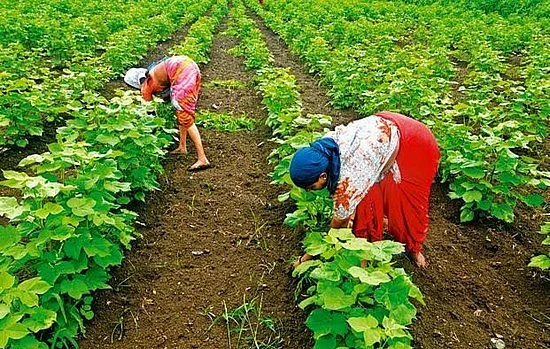 மீண்டும் கிளம்புது மரபணு பூதம்... மத்திய அரசின் திரைமறைவு நடவடிக்கைகள்!