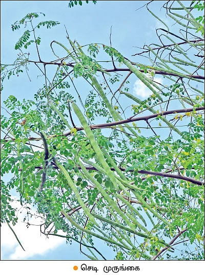 முருங்கை... முத்தான மகசூலுக்குச் சத்தான தொழில்நுட்பங்கள்!