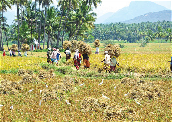 நீங்கள் கேட்டவை: குறைந்த செலவில் இயற்கை வேளாண்மைச் சான்றிதழ் பெறமுடியுமா?