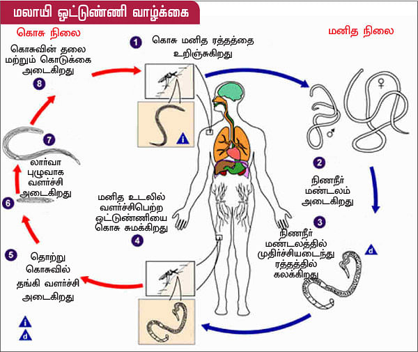 அலர்ஜியை அறிவோம் - 11