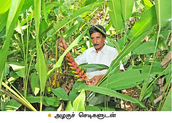நெல், பப்பாளி, காய்கறிகள், அழகுச் செடிகள்...