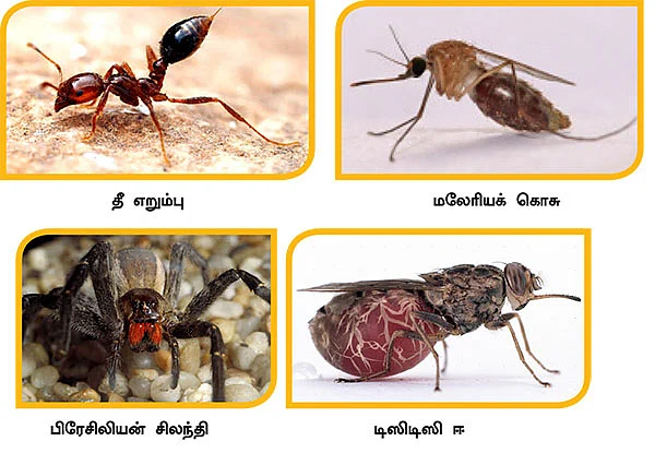 மை டியர் ஜீபா...