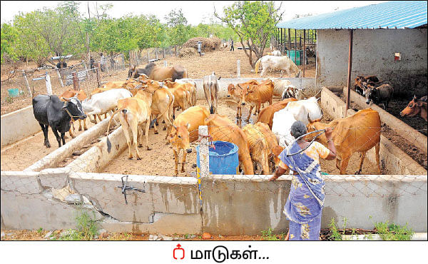 ஒரு நாள் விவசாயி! பருவம் - 2 - மா சாகுபடி, ஆண்டுக்கு ரூ 20 லட்சம் - நேரடி விற்பனையில் நிறைவான வருமானம்!