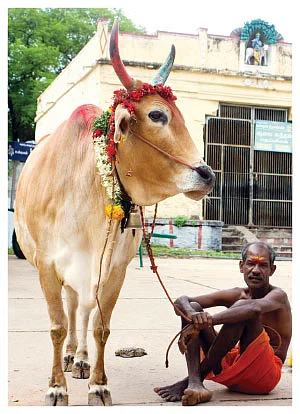 நாரதர் உலா