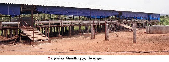 ஜமுனாபாரி, தலைச்சேரி, நாட்டு ஆடுகள்!