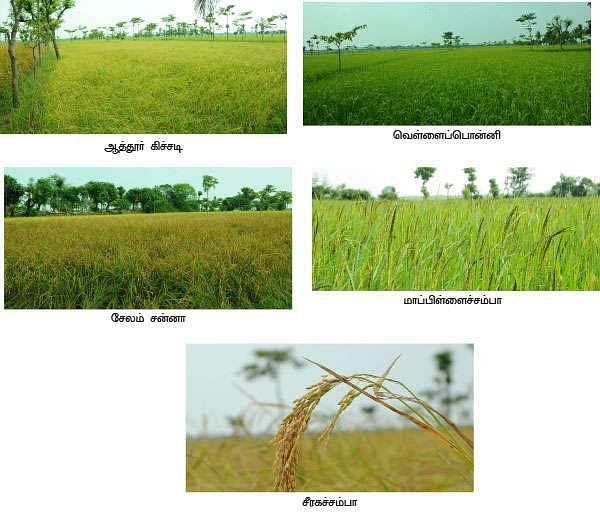 These traditional varieties yield more and more