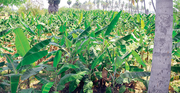 நீங்கள் கேட்டவை - மல்பெரியை வரப்பு ஓரத்தில் வளர்க்க முடியுமா ?