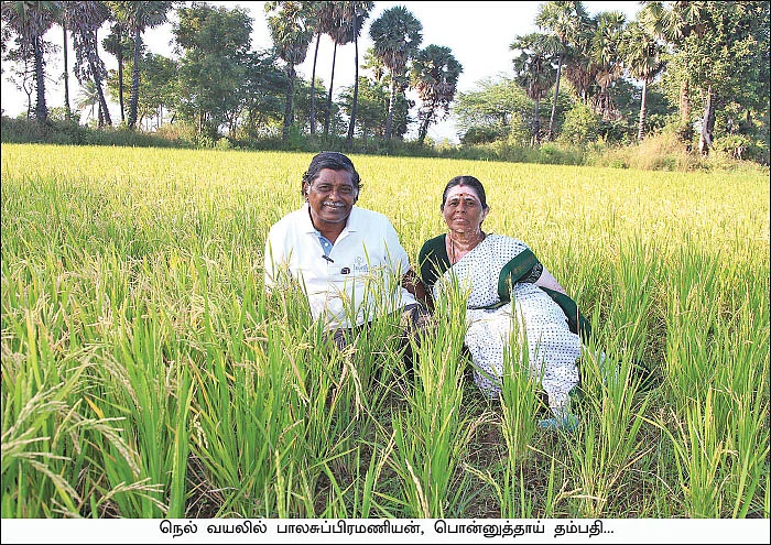 ஓய்வுபெற்ற ஆசிரியர்களின் ஒப்பற்ற விவசாயம்!