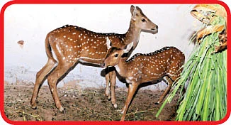 மான்களும் நாங்களும் !
