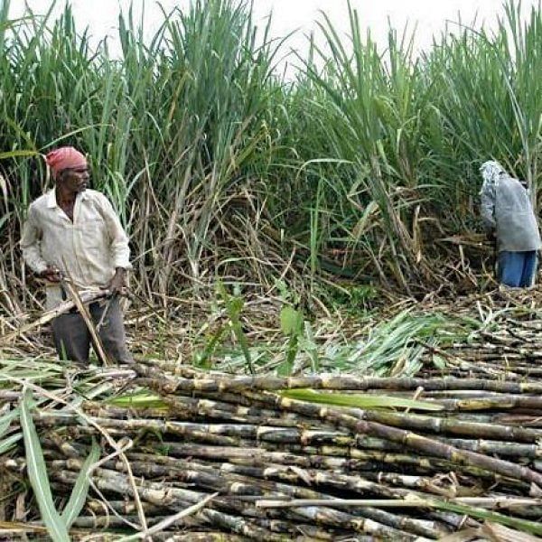 கரும்பு விவசாயிகள்