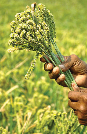 நீங்கள் கேட்டவை: விளைச்சலைக் கூட்டும் இ.எம் கரைசல்..!
