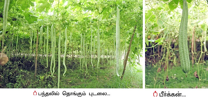 ஒரு ஏக்கரில் ரூ.3,20,000... பட்டையை கிளப்பும் பந்தல் காய்கறிகள்!