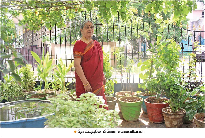 வீட்டுத்தோட்டத்தில் விளையும் திராட்சைப் பழம்!