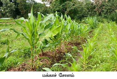 வெளிநாட்டு வேலைக்கு பூட்டு... இயற்கை விவசாயத்துடன் கூட்டு...