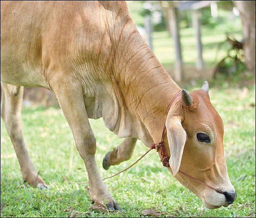 பூச்சரம்