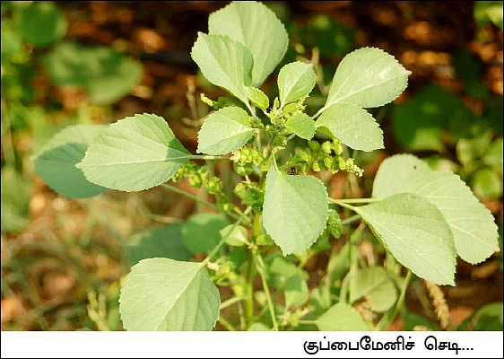 மூலிகை வளம் - குப்பைமேனி!