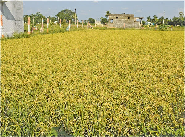 செலவைக் குறைத்த ஜீரோ பட்ஜெட்...