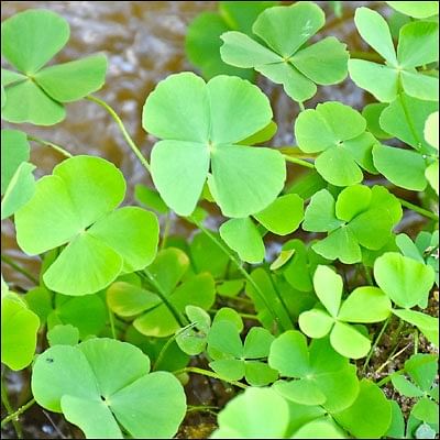நல்மருந்து - தெரிந்த செடிகள்... தெரியாத பயன்கள்! - 11