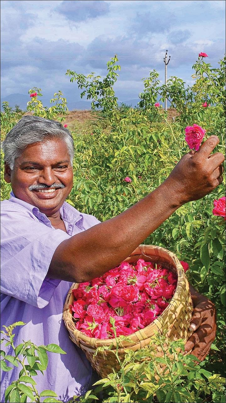 50 சென்ட் ரோஜா... 50 சென்ட் அரளி... மாதம் ரூ 25,000!