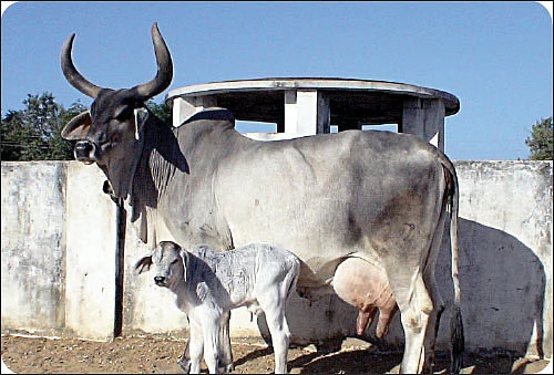 சுட்டி ஸ்டார் நியூஸ்