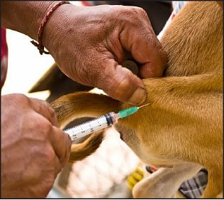 தடுப்பூசி ரகசியங்கள் : வீட்டு நாய் கடித்தாலும் ஊசி ?