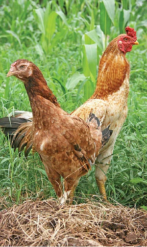 தண்டோரா