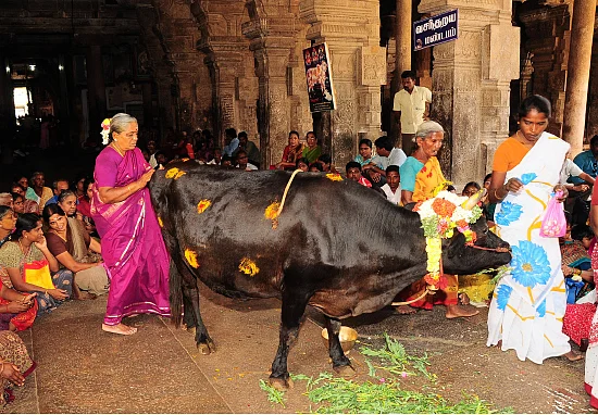 வழிபாட்டில் பசுக்களுக்கு மட்டும் சிறப்பு ஏன்?