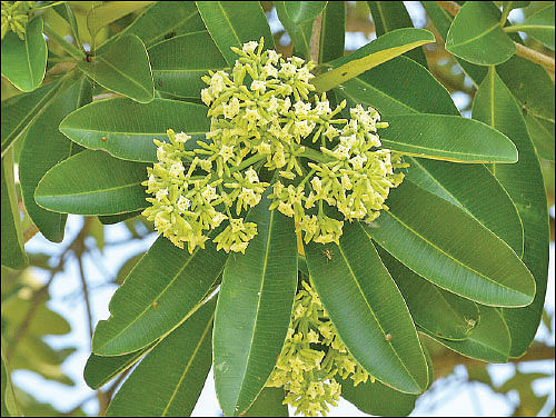 மரம் செய விரும்பு! - 11 - மர்ம காய்ச்சலைக் குணமாக்கும் 'ஏழிலைப்பாலை'
