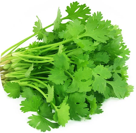 கொத்தமல்லியின் நற்பலன்கள்!