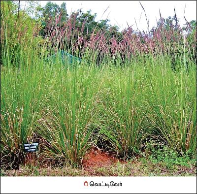 நீங்கள் கேட்டவை - வெட்டிவேர் பயிரிட்டால்  நிலம் வளமாகுமா? 