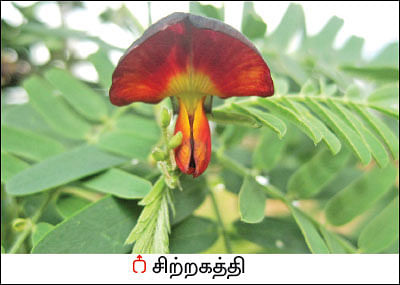 நல்மருந்து தெரிந்த செடிகள்... தெரியாத பயன்கள்! -14