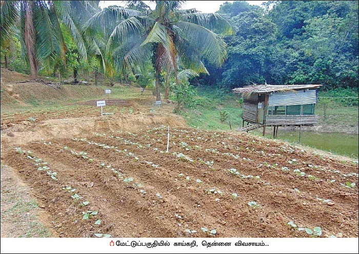 ரூ.3 லட்சம் வருமானம்! - மேட்டுப்பாத்தியில் காய்கறி, அன்னாசி!