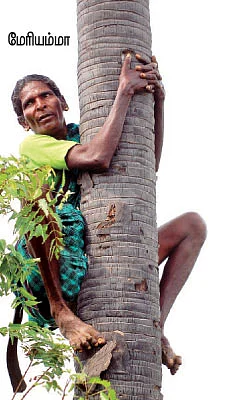 மரமேறுவது முதல் கொத்தனார் வரை...