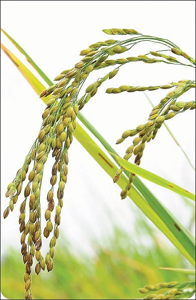 தண்டோரா