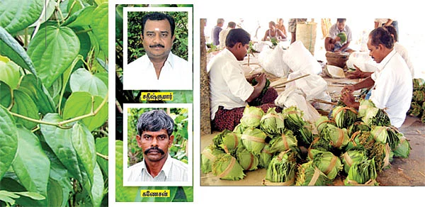 எடைக்கு எடை வெத்தலை!