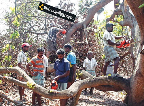 'தானே' துயர் துடைத்தோம்!