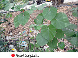 மரத்தடி மாநாடு
