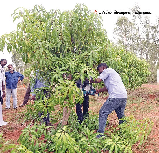 கவாத்து... மா மகசூலை அதிகரிக்கும் மந்திரம்..