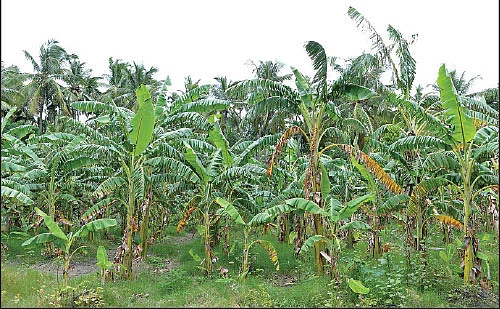 5 ஏக்கர் நிலம்... ரூ. 6 லட்சம் வருமானம் - கீரை, காய்கறிகள், வாழை, தென்னை...