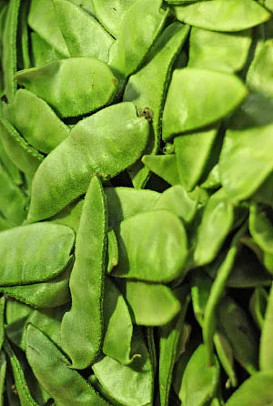இயற்கை டாக்டர்