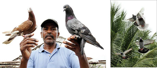 புறா... பற... பற!