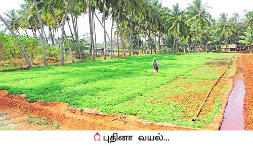 50 நாள்... 25 சென்ட்... ரூ 20 ஆயிரம் வருமானம்! புதினா!