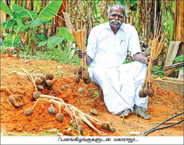 உழவில்லை... உரமில்லை... பராமரிப்பில்லை! - பட்டையைக் கிளப்பும் பனங்கிழங்கு சாகுபடி!