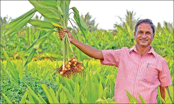 1 ஏக்கர்... 8 மாதங்கள்... ரூ1 லட்சத்து 55 ஆயிரம்... மஞ்சள் கொடுக்கும் மணக்கும் லாபம்!