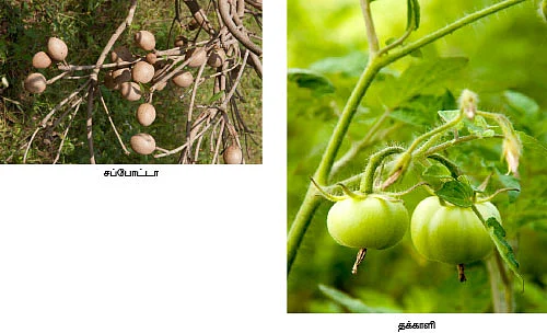 வெளிநாட்டு வேலைக்கு பூட்டு... இயற்கை விவசாயத்துடன் கூட்டு...