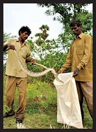 தமிழர் கூடு