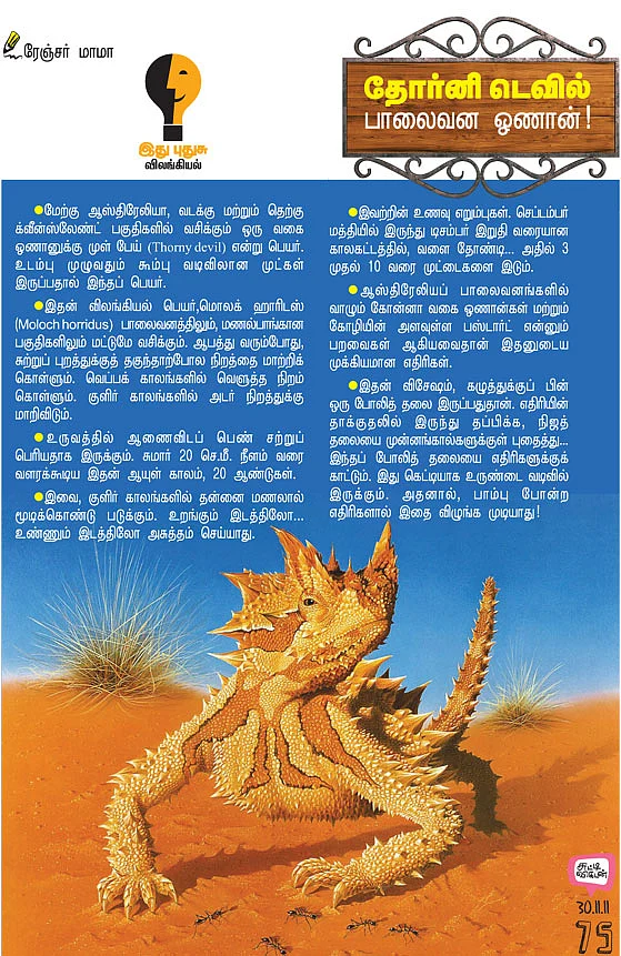 தோர்னி டெவில் பாலைவன ஓணான் !