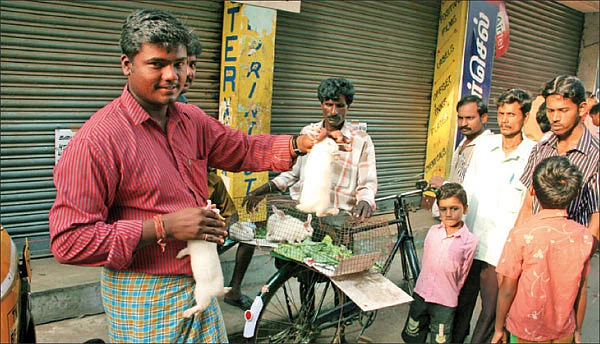 ஆள் உயர வான்கோழி... விரல் உயர வெள்ளை எலி!