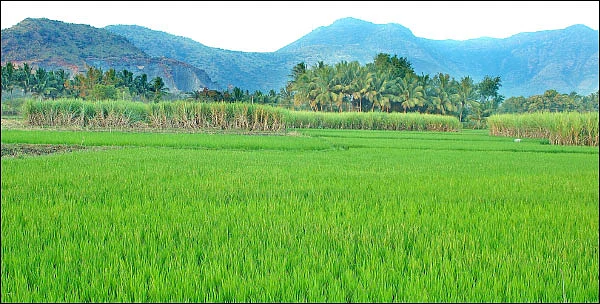 கிஸான் கிரெடிட் கார்டு வாங்குவது எப்படி?