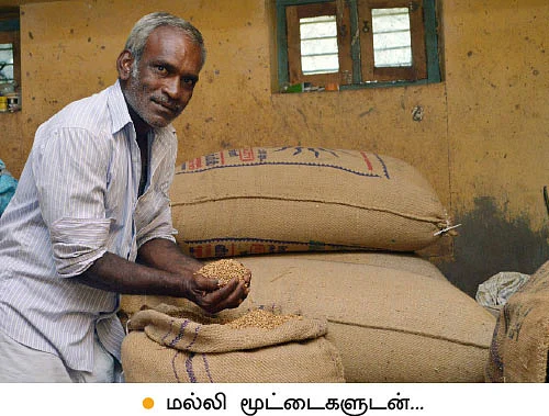 கொத்தமல்லி ஓமம், நித்யகல்யாணி... ஊடுபயிர் மூலம் நிச்சய லாபம்!